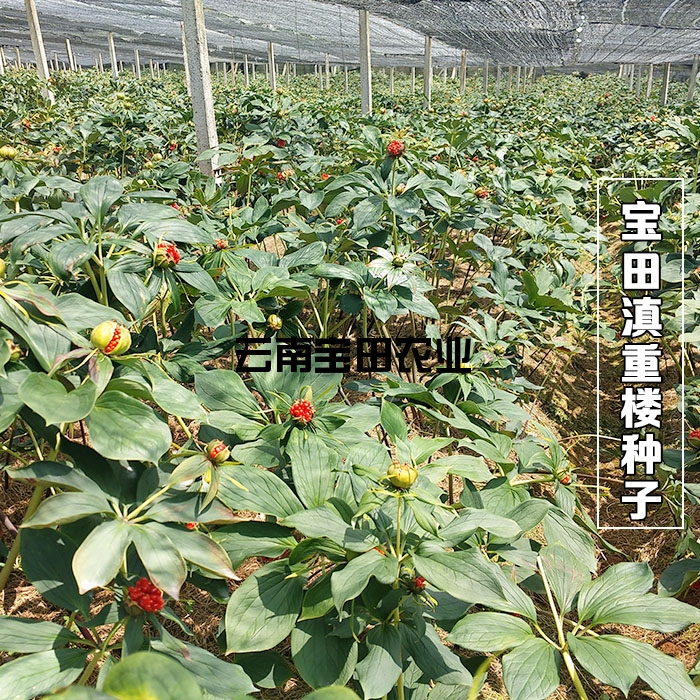 云南寶田農業優質滇重樓種子