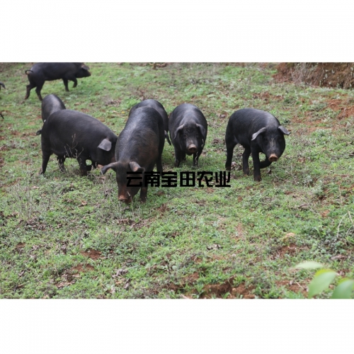 彝生態土豬1