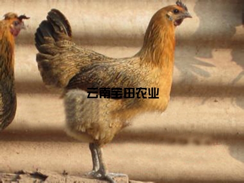 彝生態土母雞118元一公斤